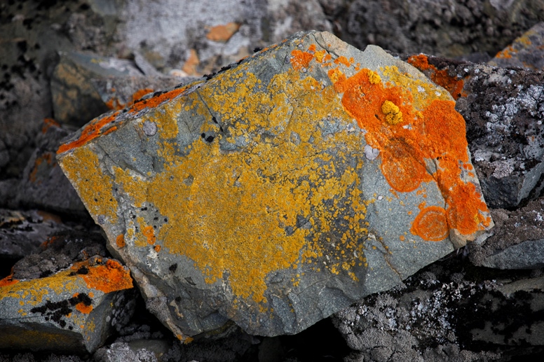 lichens